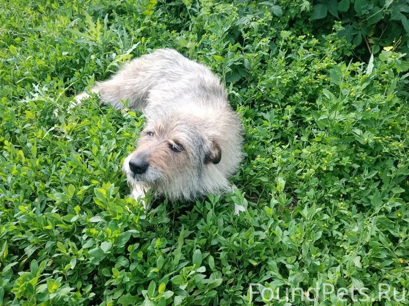 Пропала собака! Из-за громких ...