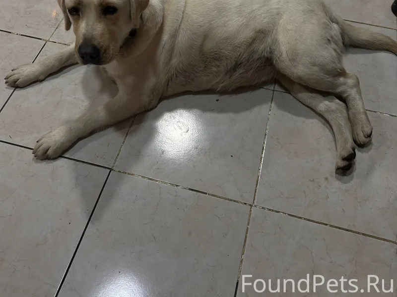 1 января найдена девочка лабра...