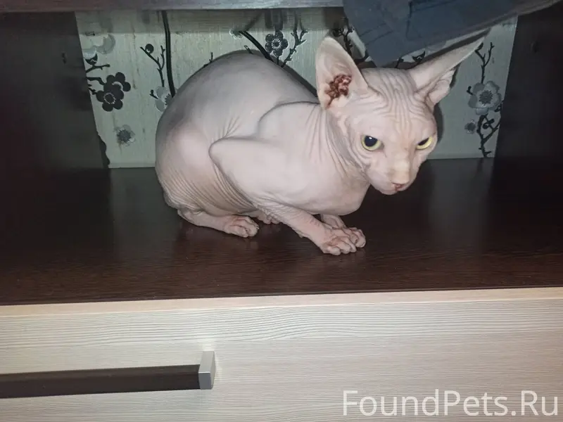 Сегодня, найден кот породы сфи...