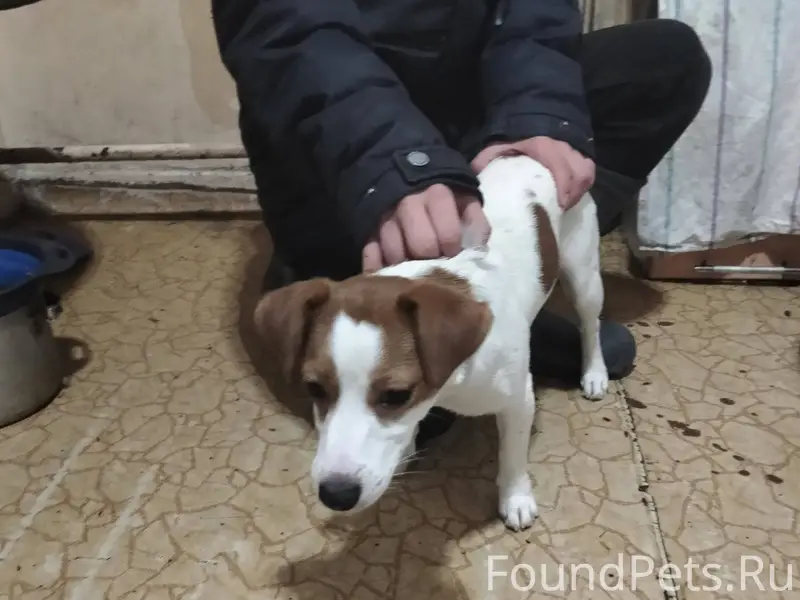 Найдена собака . На Ломоносова...