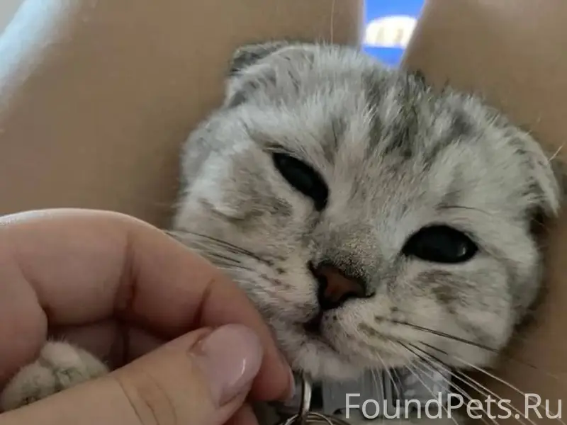 Пропал кот в районе ул.Студенч...