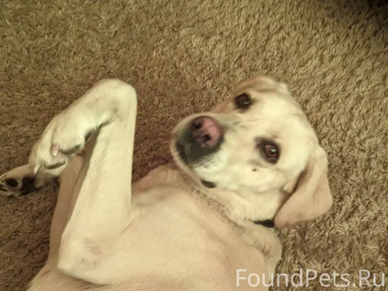 В Хомутово найдена девочка лаб...