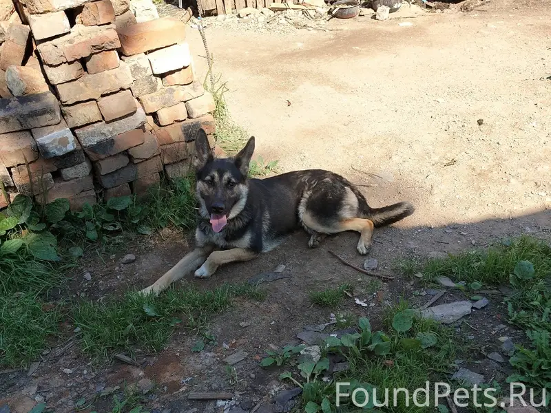 Беда! Сбежала собака, сорвалас...