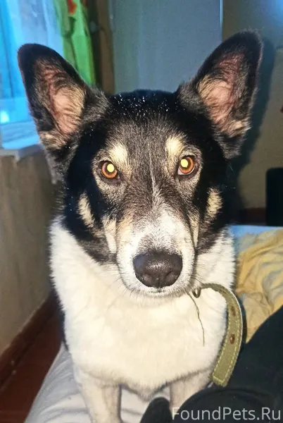 Потерялся пёс 31 декабря вечер...