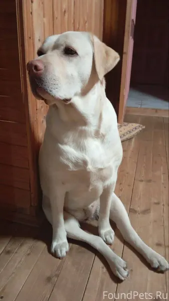 ПРОПАЛИ СОБАКИ! НОВОГОДНЯЯ НОЧ...