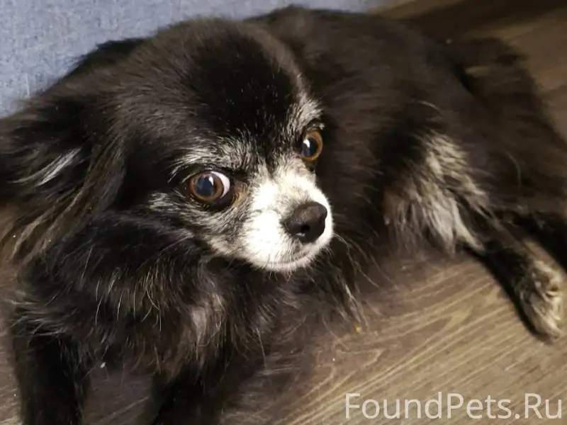 1 января, ночью, пропала собак...