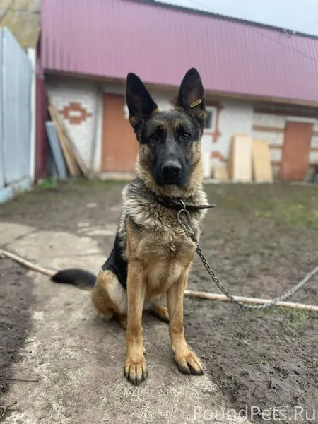 Потерялась(убежала) собака, но...