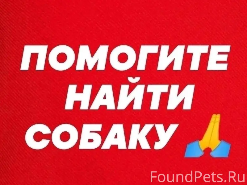 ПОМОГИТЕ НАЙТИ СОБАКУ БЕЛКУ!! ...