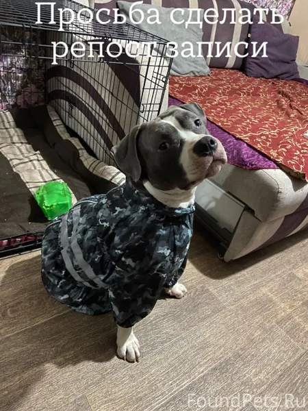 Пропала собака , Стаффордширск...