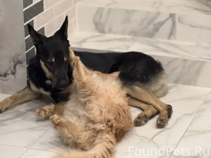 Убежала собака 31.12.2025 по.....