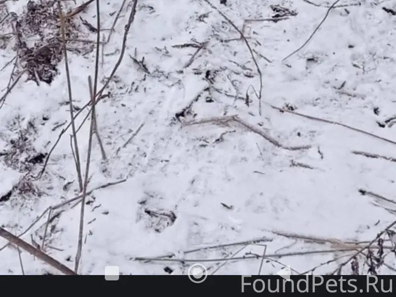 Потерялась собака порода пегая...