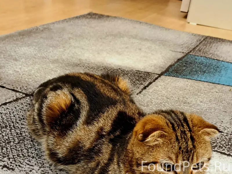 Пропала кошка ушла утром 31янв...