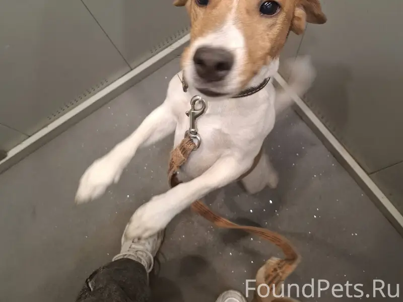 Пропал пес джек рассел. 7микро...