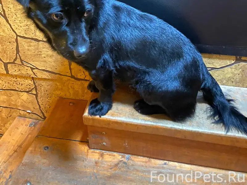 #потерялось_животное_Шадринск ...