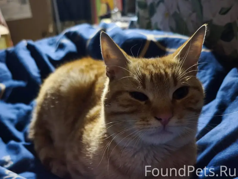 ЧЕЙ КОТИК? район ТЦ "ДОМИНО" Н...