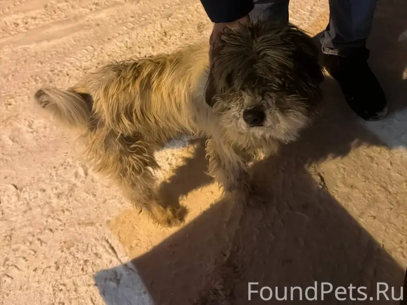 Найдена собака Мытищи, пос.Лес...