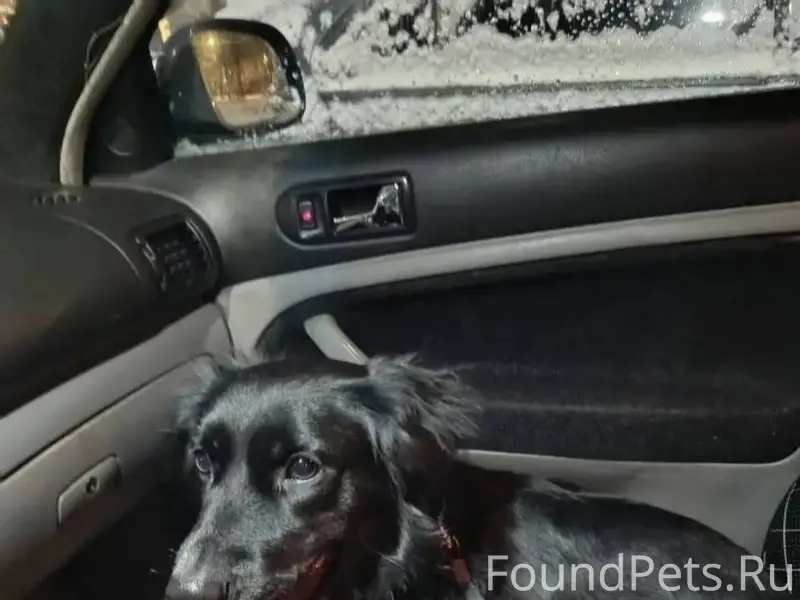 Фрязино. 1 января ночью найден...