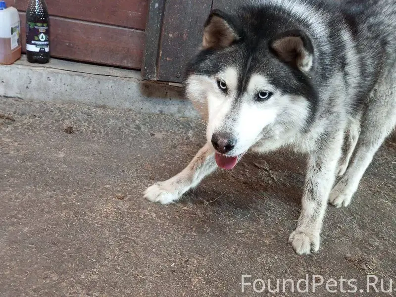 Добрый день! Пропала собака (н...