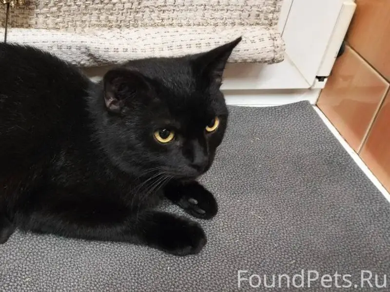 Найден черный кот