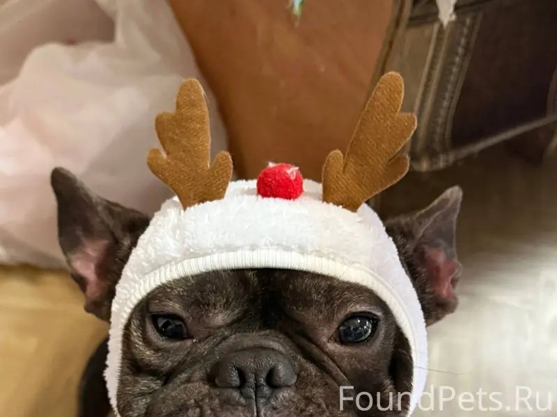 Здравствуйте! Пропала собака в...