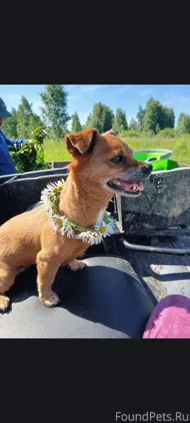 Потерялась собака в Каменске у...