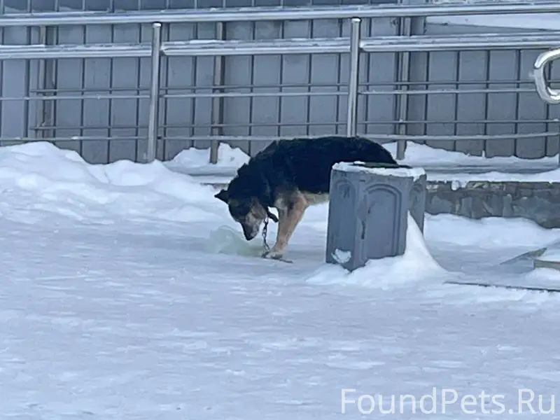 Найдена собака, упитаная и вос...