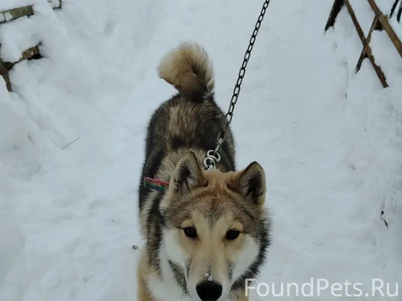 Найдена собака!!! Ищем хозяина...