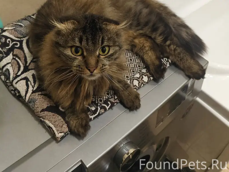 Хозяин или хозяйка найдись! Сб...