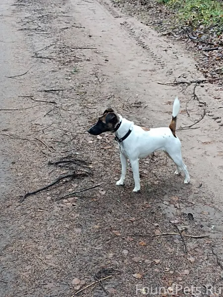 Потерялась собака просьба позв...