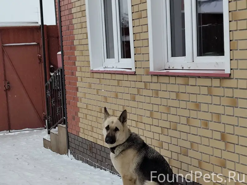 Здравствуйте. Убежала собака в...