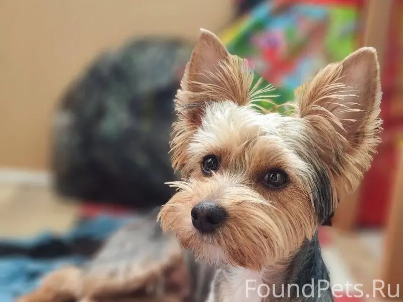 Убежала собака в районе ул. Мо...