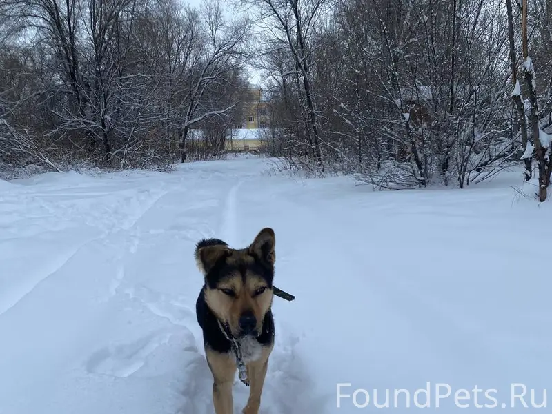 На ул. Библиотечной бегает соб...