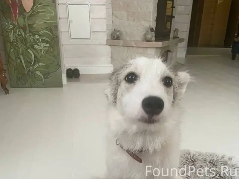 ПРОПАЛА СОБАКА! Укшук. Вечером...