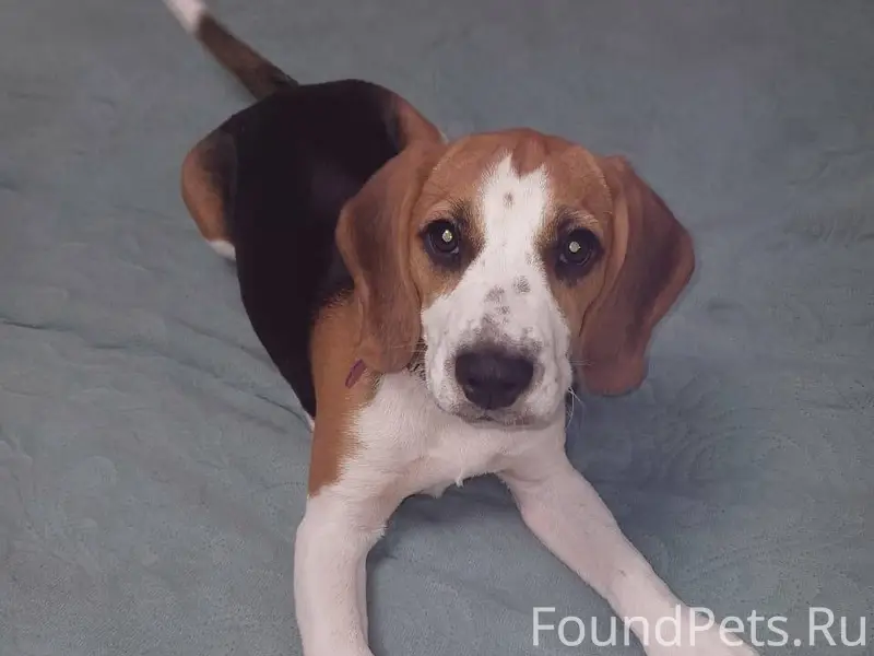 Пропала собака р-н Заливенки п...