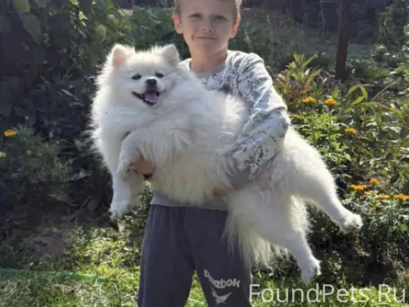 1.01.2026г Потерялась собака! ...