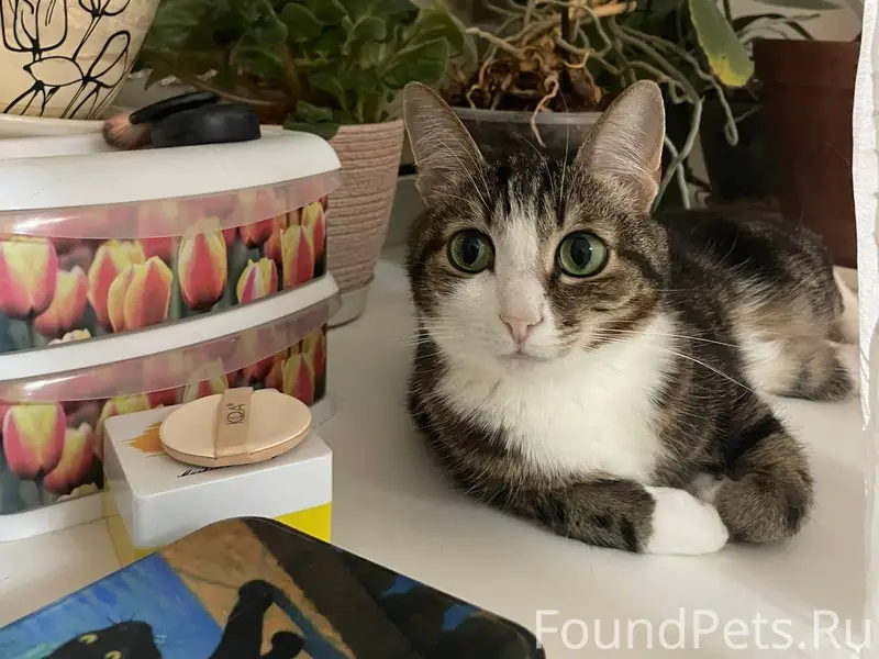 Ночью пропала кошка. Кличка Лю...