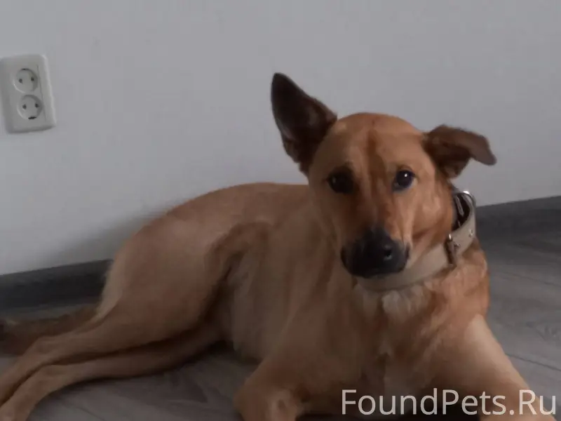 ПРОПАЛА СОБАКА ! В ночь с 31де...