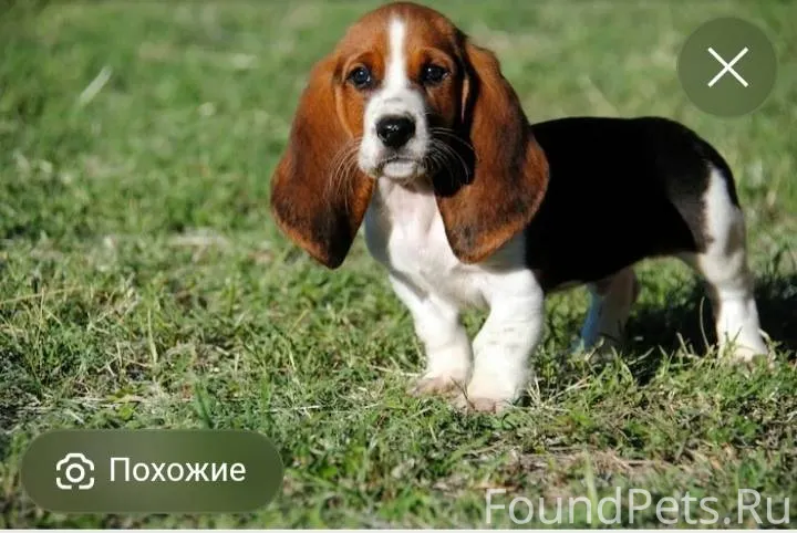 Пропала собака бигль трехцветн...