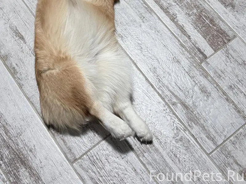 Потерялась собака в районе южн...