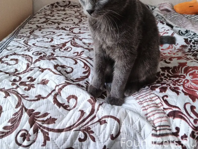 Найдена кошка в одном из подъе...