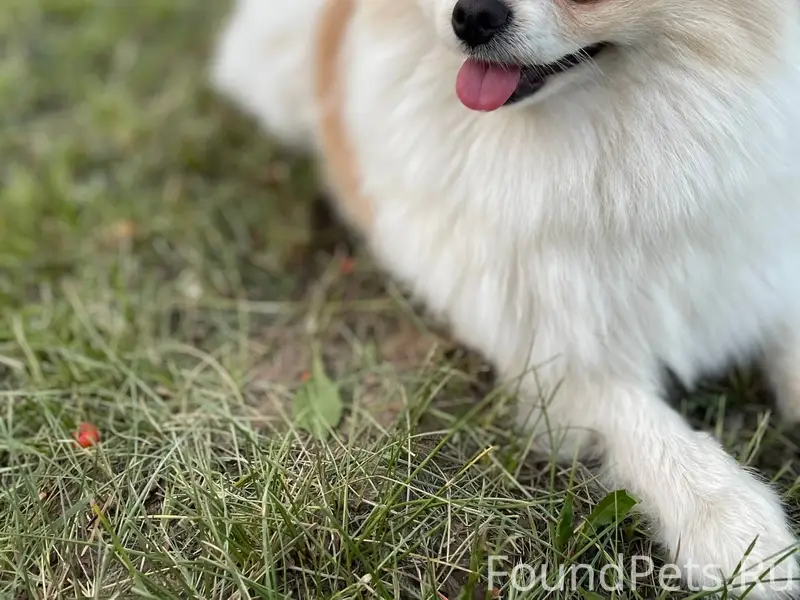 Пропала собака помогите найти ...