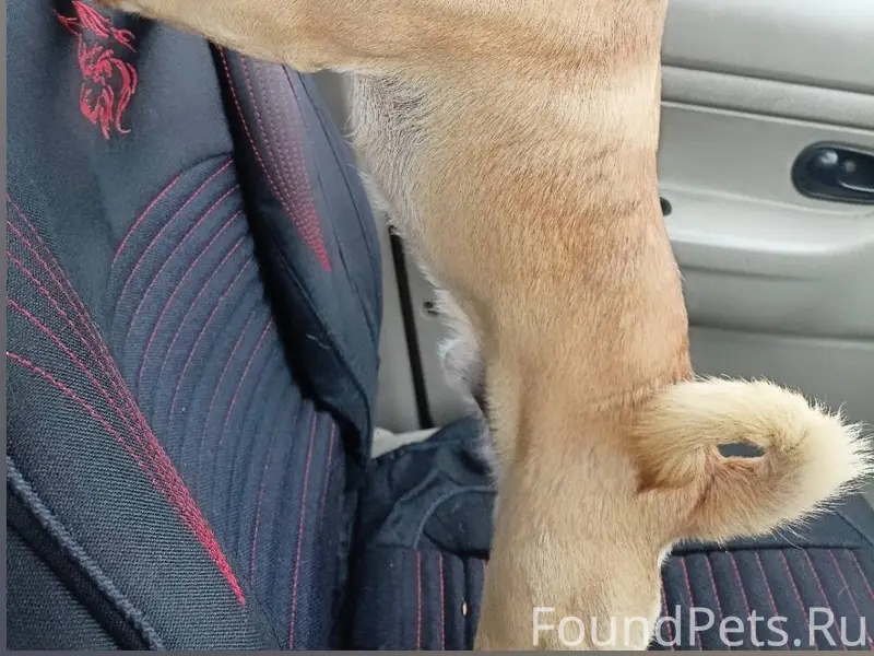 31.12 Убежала собака- мальчик,...