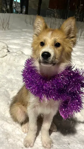 ‼️‼️ ЩЕНОК В ПОИСКЕ ДОБРЫХ И.....