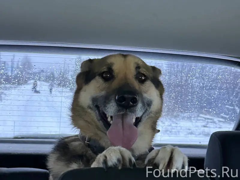 🆘🆘🆘Пропала собака в районе Ком...