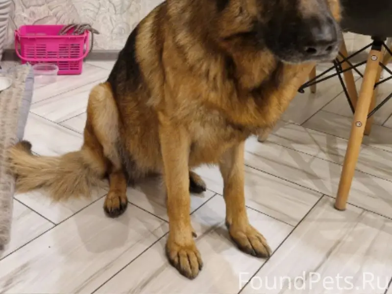 Друзья!! Ищем нашу собаку по к...