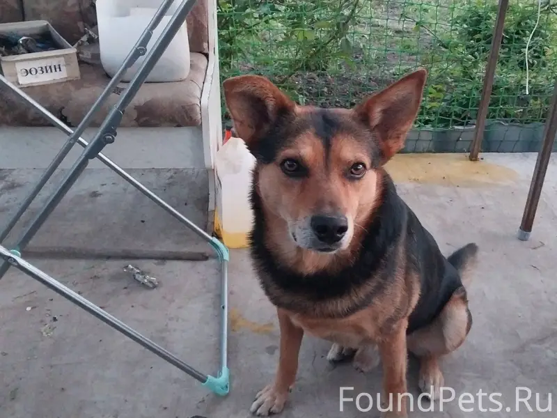 Пропал пёс по имени Мартин.Вче...