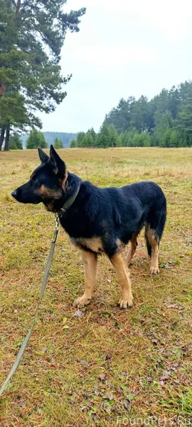 Всем здоровья. Со двора убежал...