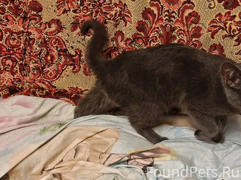 31 декабря Найден кот на динас...