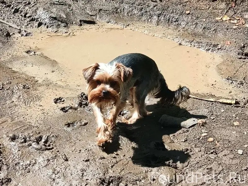 Пропала собака в районе ул. Си...