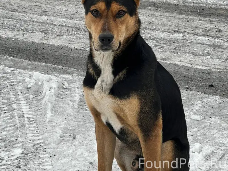 Был найден пёс бездомный в сел...
